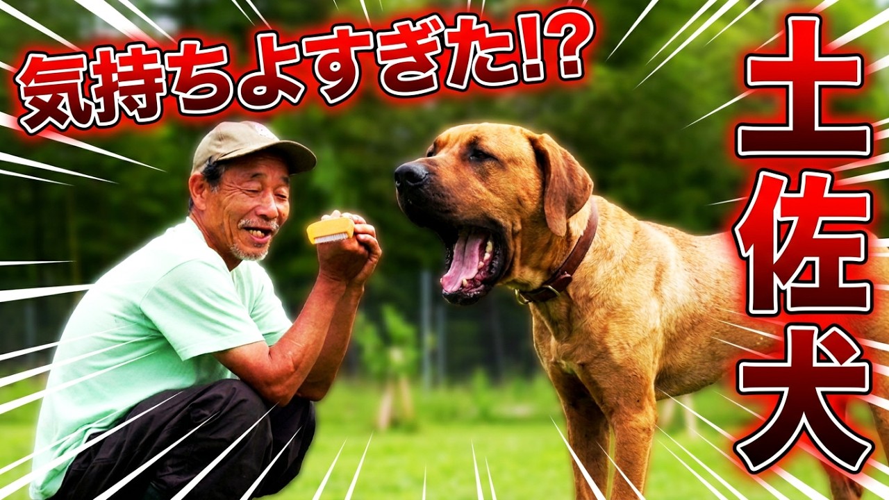 Tosa Inu] Tossan's First Brushing - YouTube