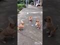 dog Tum Sab Mere Sath kheloge🫢#dog #shorts