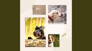 Astounding Backdrops for Lazy Puppy Afternoons