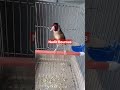 تغريد الحسون الخلوي