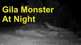 Gila Monster At Night