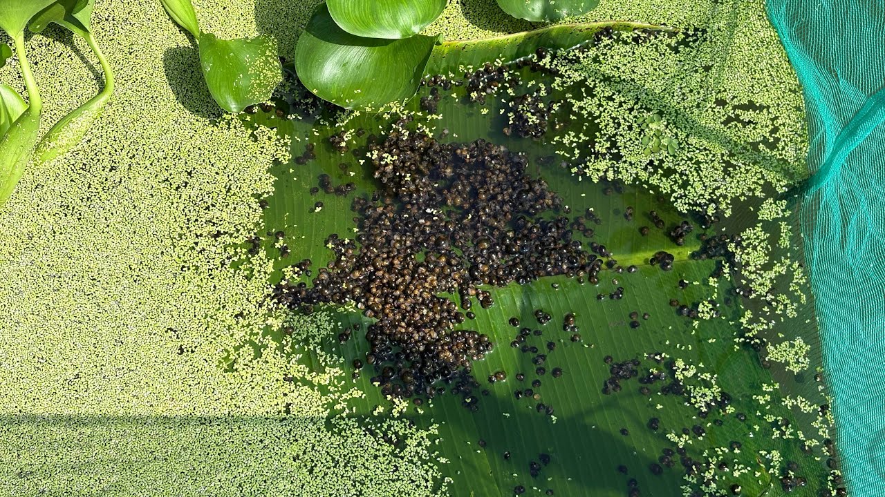 Cuối tuần bỏ phố về quê để nuôi ốc bưu đen