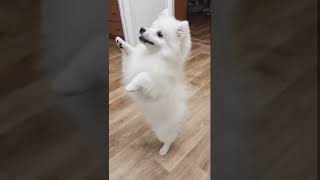 How funny a Spitz puppy asks for treats