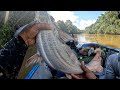 estas son las especies que encontramos en el rio camoa, san carlos de garoa meta colombia