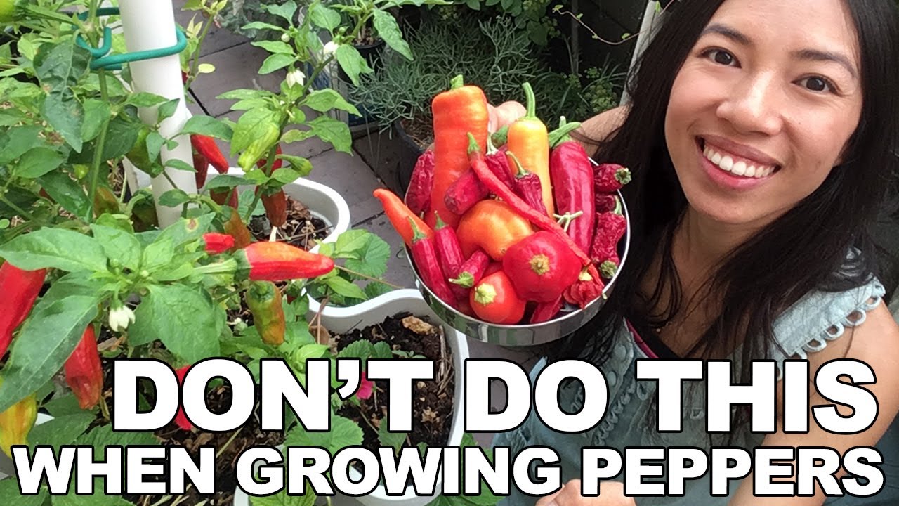 Mistakes To Avoid When Growing Peppers + Harvest, Tasting YouTube