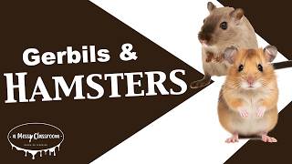Hamsters Vs. Gerbils Whats The Difference? - Educational Rodent Video - Small Furry Pets