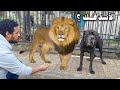 زيارة لعشاق الشقاوة الاسكندراني اللبان أرض سفاحين الغية زيارة لعشاق الشقاوة الاسكندراني اللبان أرض سفاحين الغية