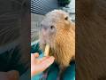 とんちゃんはサトウキビも大好きです❤️ #capybara #capibara #カピバラ #shorts #tokyo