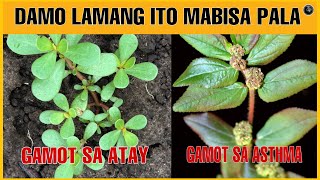 DAMO LAMANG ITO SA PILIPINAS MAHUSAY PALANG MGA HERBAL PLANTS | Bhes Tv