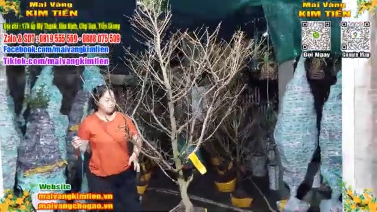 Phôi Mai Thủ Đức Giá Rẻ Bao Ship Bao Sống Toàn Quốc - Mai Vàng Kim Tiền Chợ Gạo