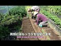 菜園だより230510ジャガイモ・Qなっつ・ニンニク