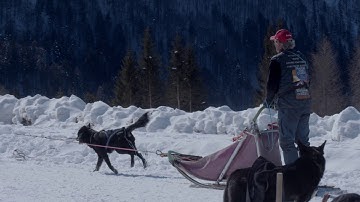 AmbassadorFVG Vincent Clarke - Sleddog a Sauris