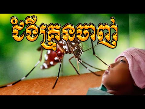 ជំងឺគ្រុនចាញ់ Malaria