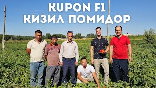 "GENETIKA SEED"🇹🇷 Фирмасини KUPON F1 Кизил помидори БАРЛОС кишлогида.