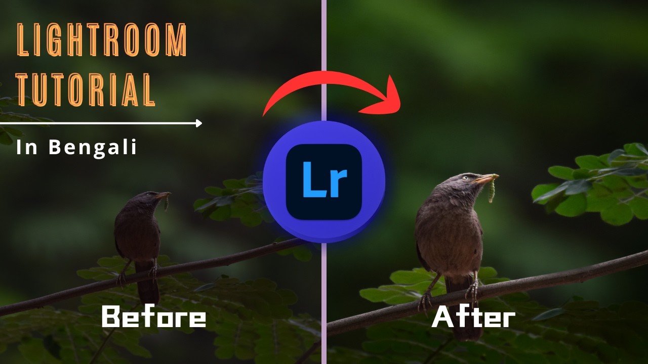 How to Edit Bird Photos in Lightroom: An Editing Tutorial for Photographers in Bengali