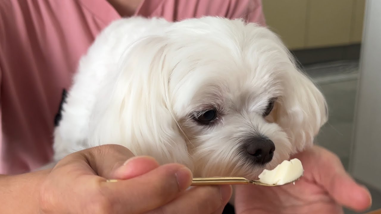 犬用アイスを食べる犬の姿が可愛すぎてずっと見てられるな【マルチーズ】
