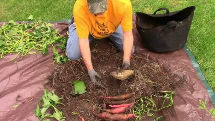 Linn Acres Farm: The Harvest: Sweet Potatoes in Grow Bags