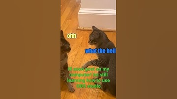 The cattynip song