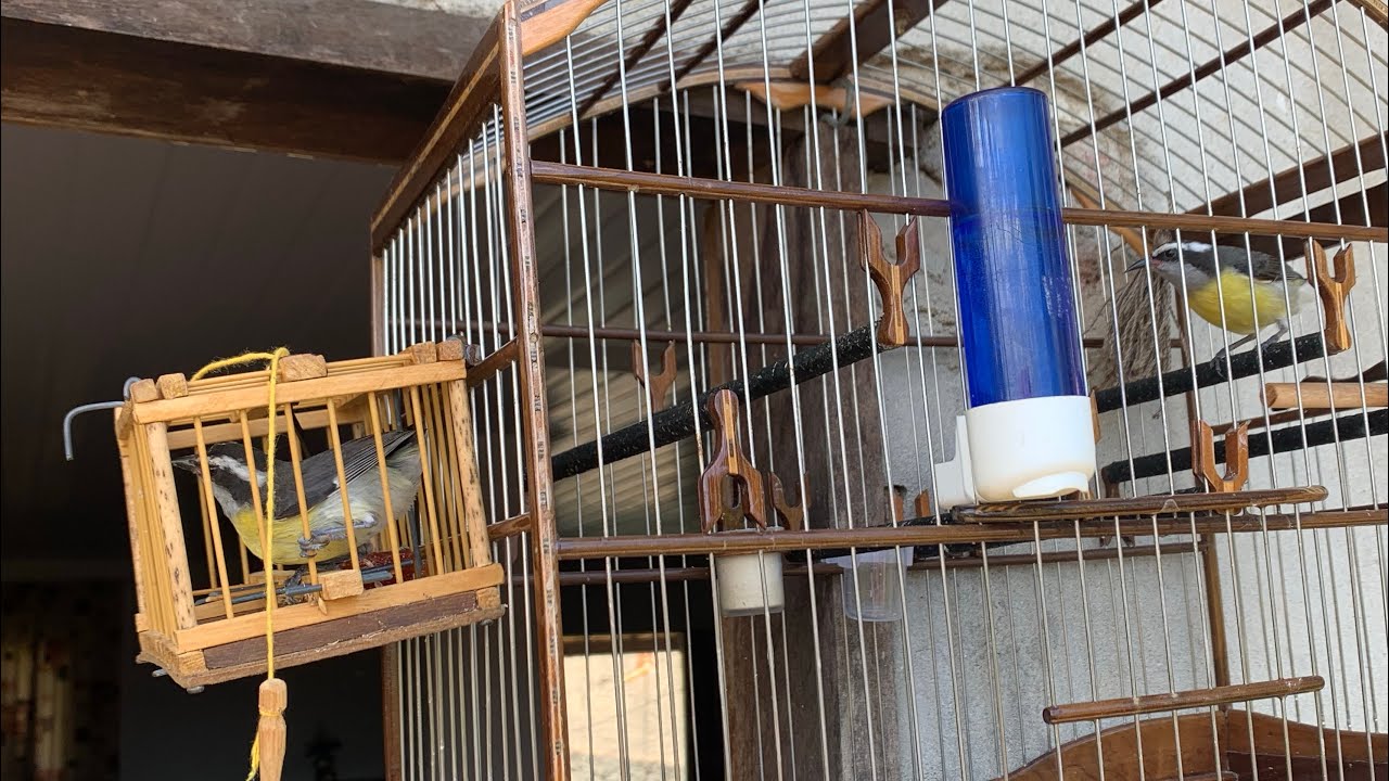 🔥 Sibite 🔥 PEGUEI UM SIBITE NO QUINTAL DE CASA, DE QUEM SERÁ?🤯