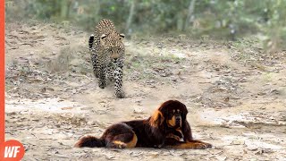 Celebrity When Leopard Attacks Mastiff..It Grabs It to Death Net Worth