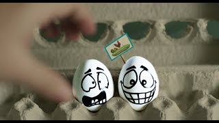 КАТЕГОРИИ ЯИЦ и их СЕКРЕТЫ \ Часть 3 \ Что нужно знать о куриных яйцах