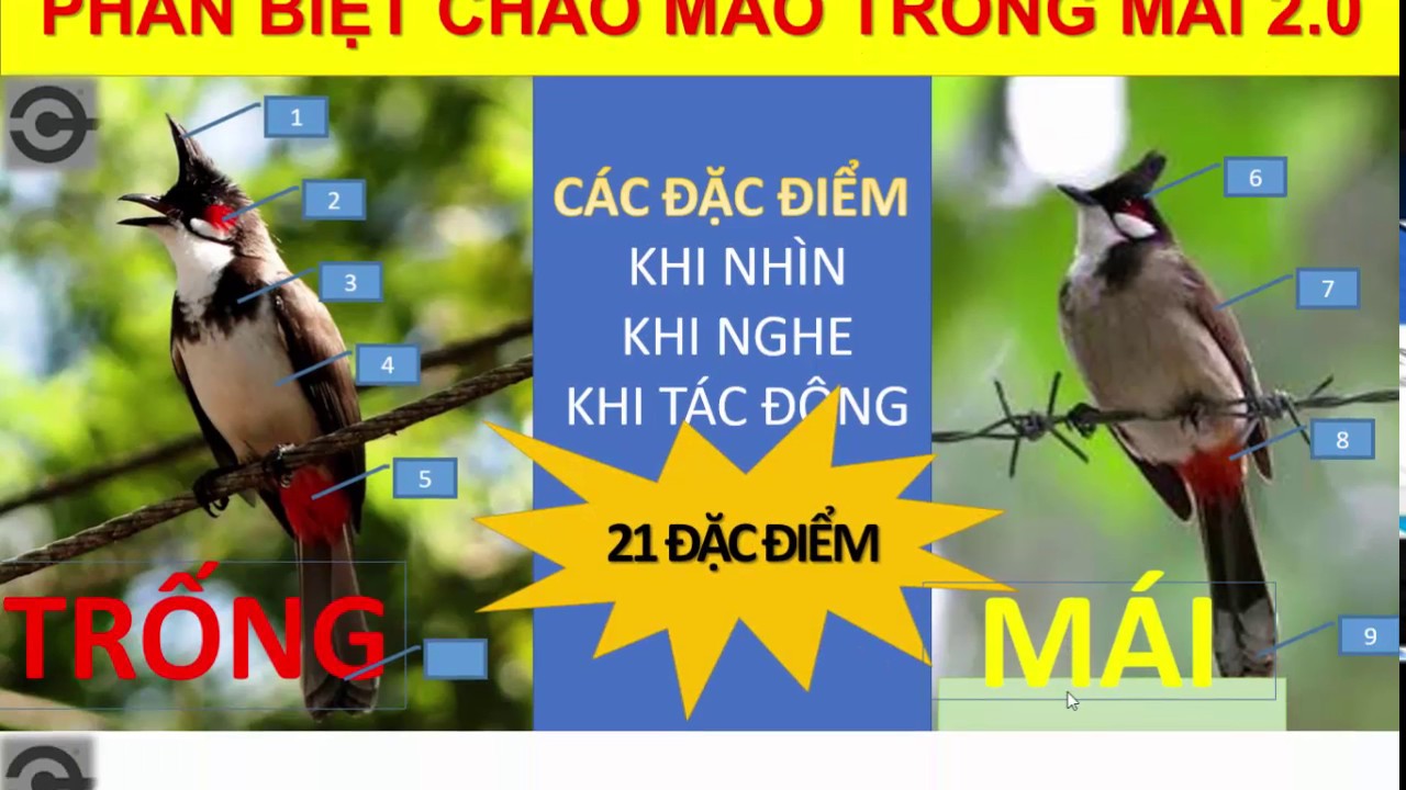 Cách nhận biết, phân biệt chào mào trống mái 2.0 - YouTube