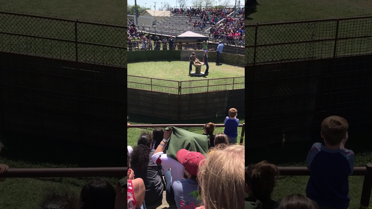 Sabinal Wild Hog Festival 2018. Josh and Jacob 1st place YouTube