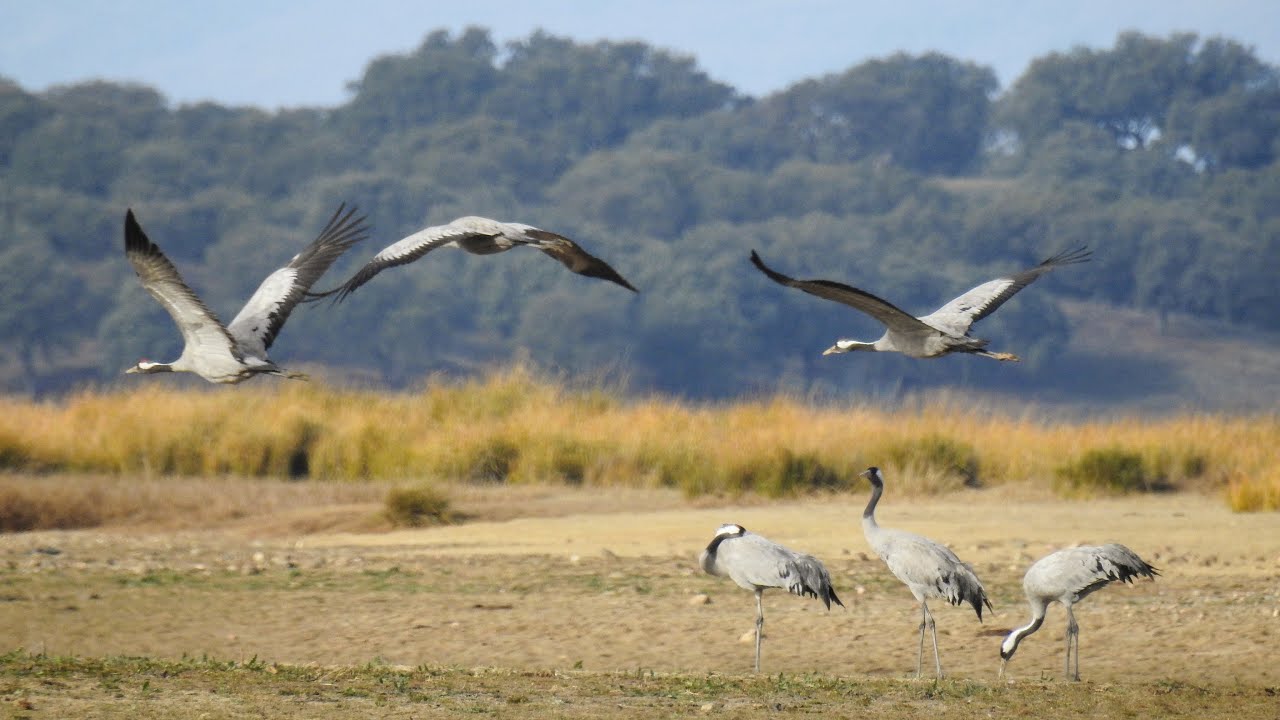 En un lugar de la mancha ...grullas