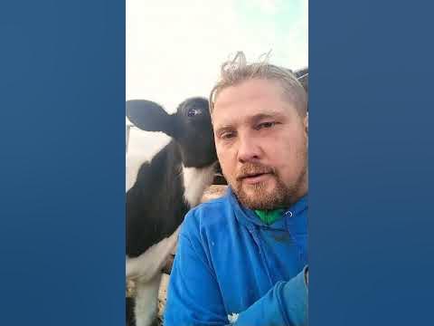 перекур с теленком - YouTube