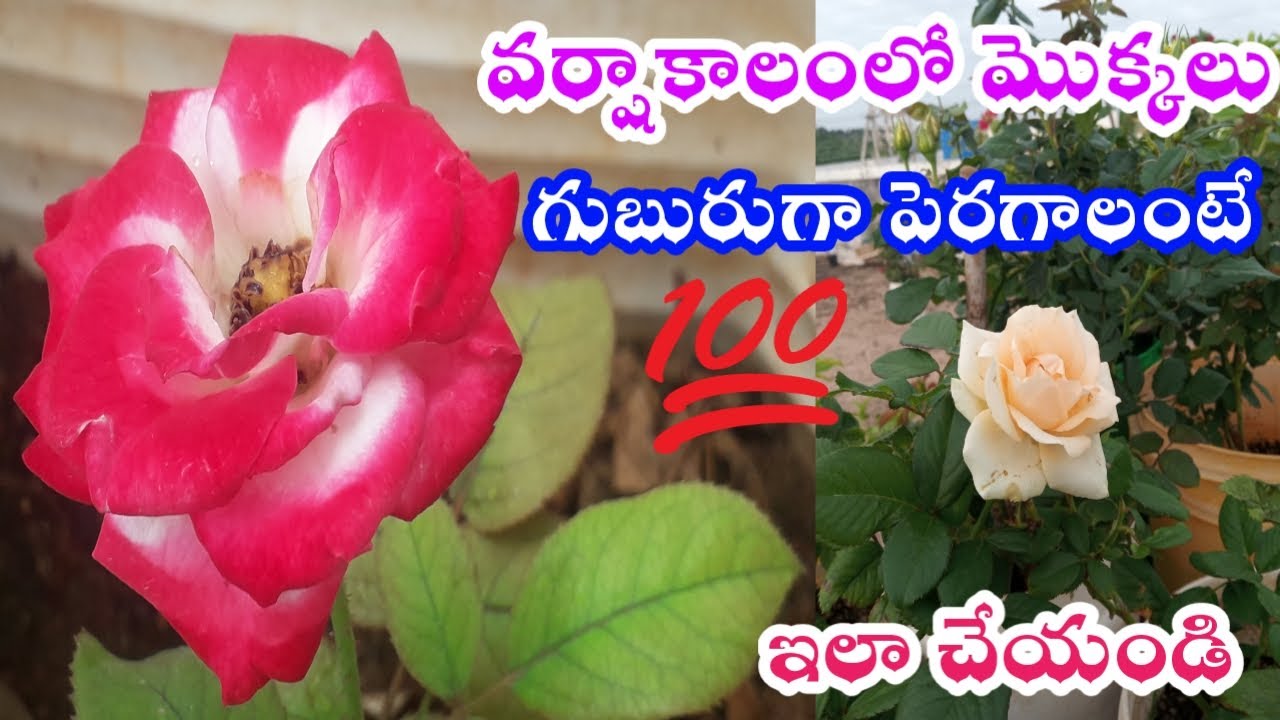 How To Do 3G Cutting In Plants 3G Cutting In Terrace Garden Garden how-to-do-3g-cutting-in-plants-3g-cutting-in-terrace-garden-garden