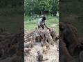 Monkey feeding 🍆🐒🙏02858 #monkey #animals #bandar