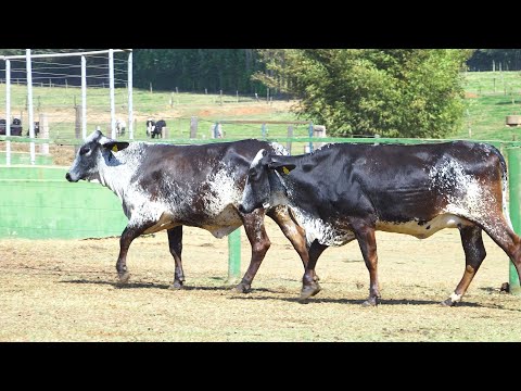 LOTE 113   2449 CC   TRINDADE FIV BREWER SANTA LUZIA e 2439 CC   GRÉCIA FIV MIAMI SANTA LUZIA