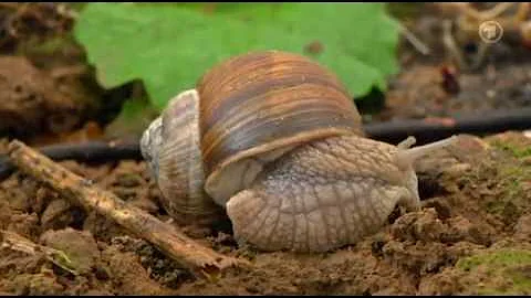 Wie oft bekommen Schnecken Nachwuchs?