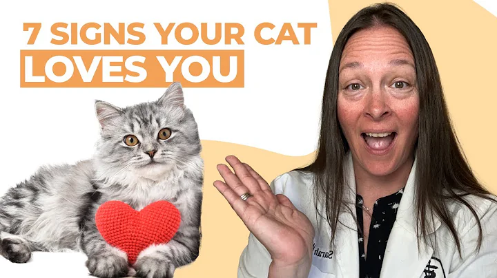 7 Signs Your Cat Loves You
