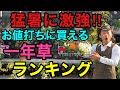 【植えるなら今】暑さに強くコスパのよい春植え一年草ベスト5 【園芸】【ガーデニング】【初心者】