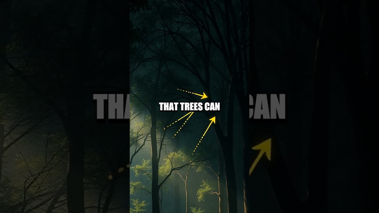 Whispers Beneath the Canopy