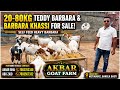 20-80Kg Teddy Barbara &amp; Barbara Khassi For Sale | Contact: Akbar Bhai @ 7003702340 | Akbar Goat Farm