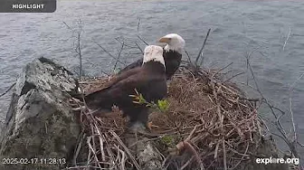Two Harbors Bald Eagle Cam - Institute for Wildlife Studies | 2024 Highlights