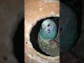 😱Egg hatched 🐣#lovebirds#shorts