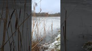 Gefrorener Schlammteich in Tessin bei Rostock bei -7 Grad Celsius #nature #naturelovers #natur