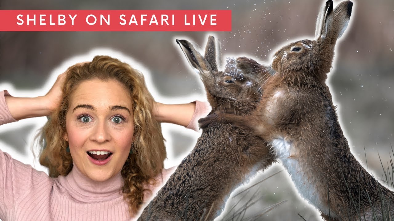 March Hare Madness! Animals in History & Pop Culture - YouTube