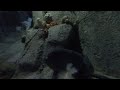 VR180 3D - Monterey Aquarium Rock and Coral