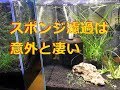 スポンジ濾過は意外と凄い　（アクアリウム　水槽）