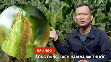Râu ngô: công dụng, cách hãm nước và một số bài thuốc dân gian trị bệnh thường gặp