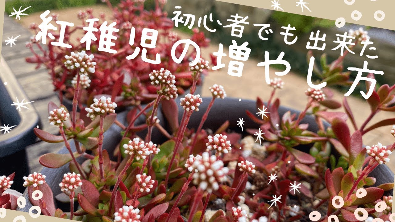 多肉植物】多肉初心者🔰が育てた『紅稚児』が10ヶ月後こんなに変化した