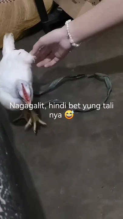 Edward 🐔 2022-2024 #youtubeshorts #viralvideo