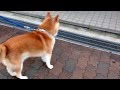 近所の柴犬の歩く様にはまってます。         I love this SHIBA little dancing walk