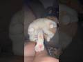 Loofy the Lover is super clingy and overly cute #cat #cats #trending #viral