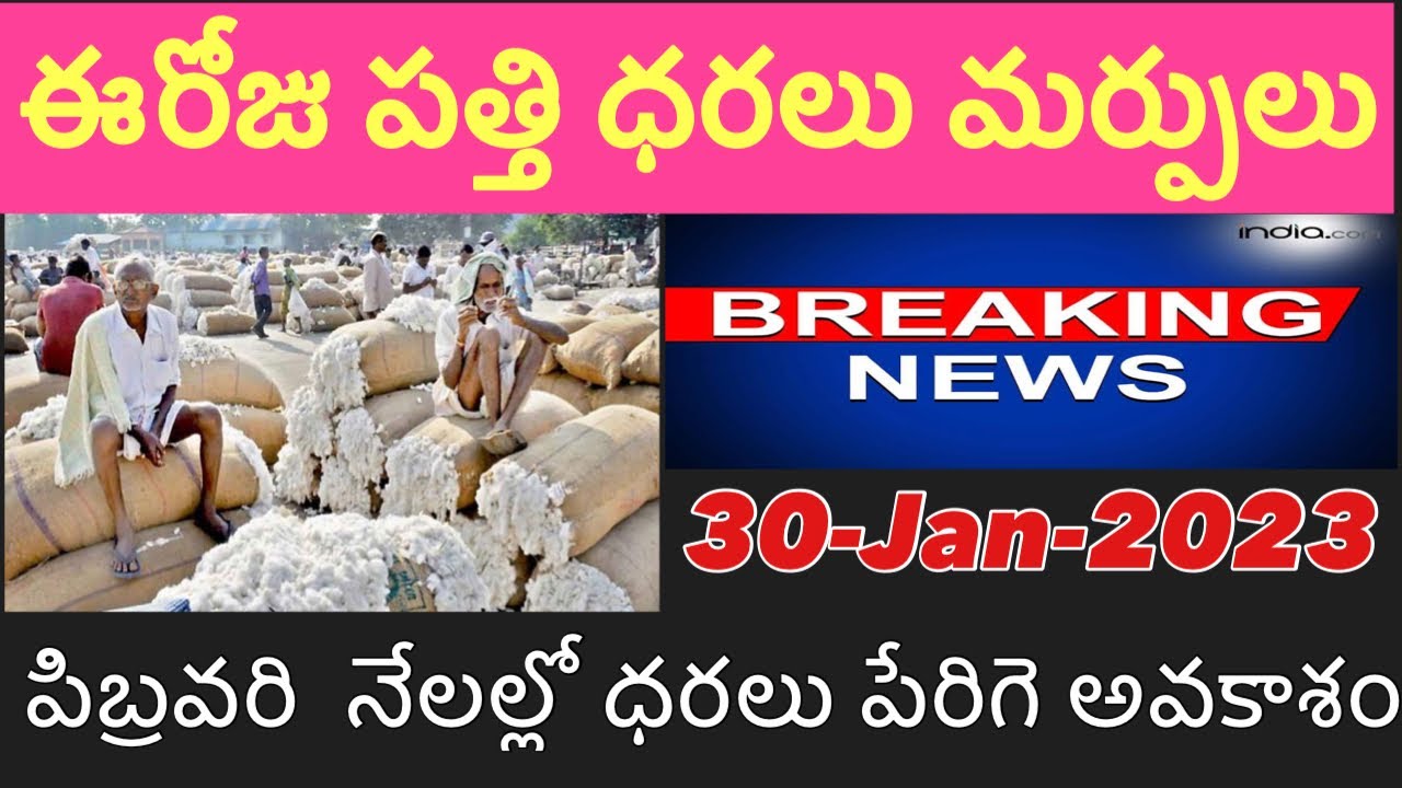 30012023 cotton rates today today cotton rates warangal khammam 