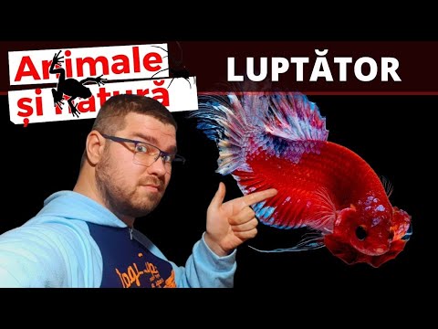 Video: Ce Este Peștele De înger (crustacee)